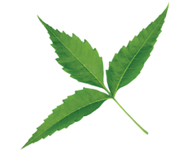 Neem Leaf